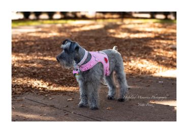 Gray dog wearing a pink harness with patches standing outdoors.