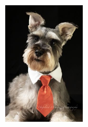 Dog wearing a white collar and orange tie.