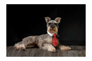 Dog wearing a red tie and white collar.