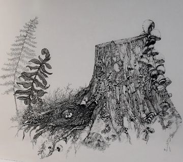 A detailed ink drawing by Anna Whitmore.