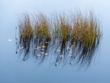 Reeds in the Blue by John Yates copyrighted - photgraphic print