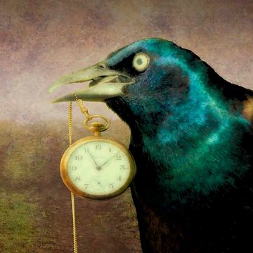 a painting of a crow or raven holding a stopwatch in it's beak