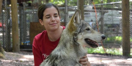 Carly Hylen sits with a juvenile gray wolf