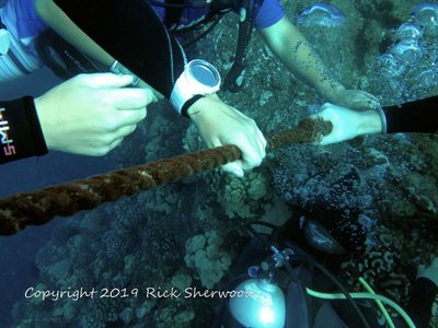 Hands on the anchor line at the safety stop scuba diving. Knowing the rules makes anything possible.