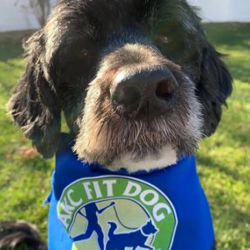 Dog wearing a blue AKC Fit Dog bandana.