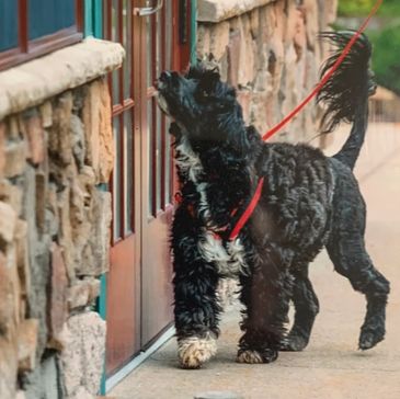Curly black dog with a red leash looking at a door.
