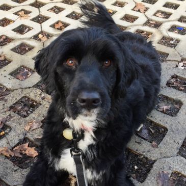 Black and white dog sitting on a textured ground.