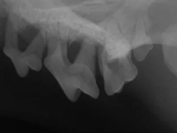 Intraoral dental radiographs in a dog. Maxillary premolars and molars with alveolar bone loss.
