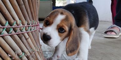 Curious beagle puppy sniffing near a woven basket indoors.