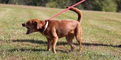 A brown dog barking while on a red leash in a grassy field.