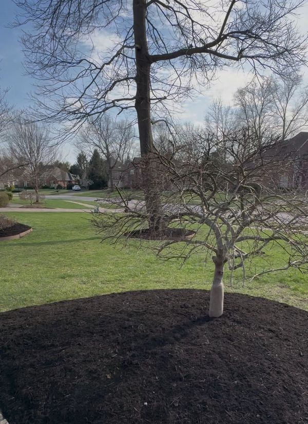 A small leafless tree surrounded by fresh dark mulch in a suburban lawn.