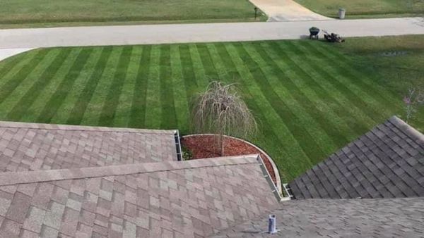 A neatly mowed lawn with striped grass patterns and a small tree in the center.