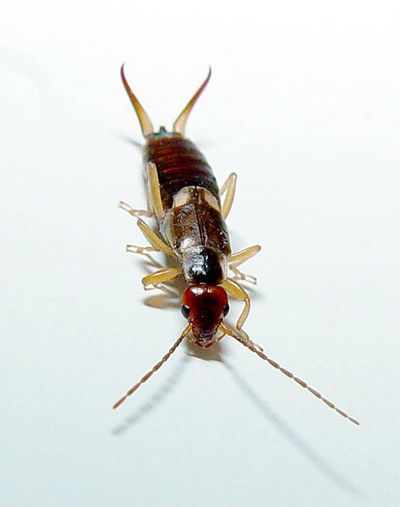 Earwig