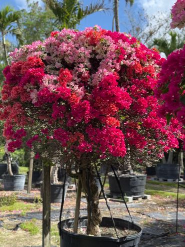 A vibrant bougainvillea tree with pink and red flowers in a nursery.