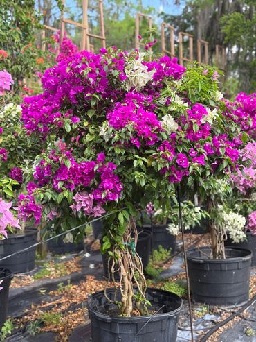 Vibrant bougainvillea plant in a black pot with pink and white flowers.