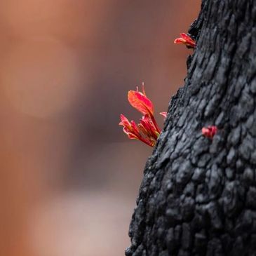 Five sprouting, red fire poppy flowers. Sprouting from the trunk of wildfire tree ashes.