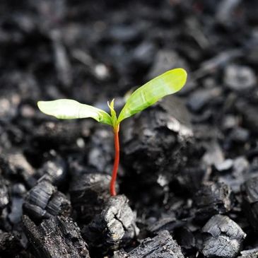 One small, sprouting fire poppy flowers. Sprouting from the ashes of wildfire.