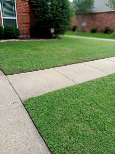 Freshly laid sod squares on a suburban lawn next to a sidewalk.