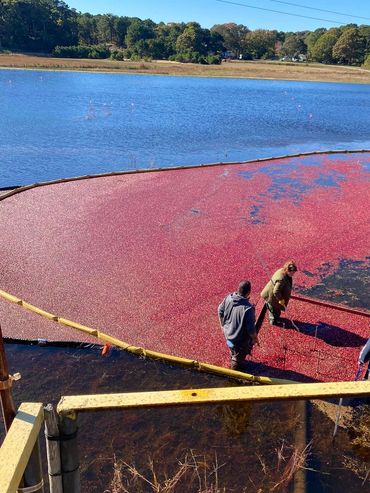 Cranberry water harvesting on cape cod North Harwich