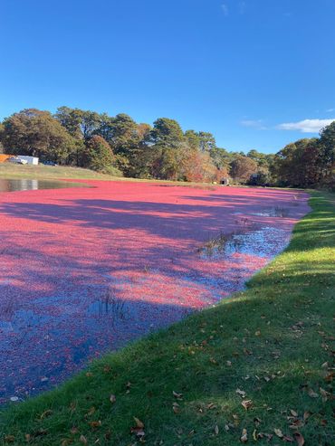 Water harvested cranberries Halls Cape cod Cranberries