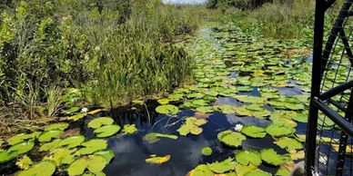 Water lilies floating on a swampy river.