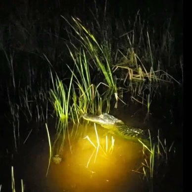 Alligator in water at night with grass and spotlight.