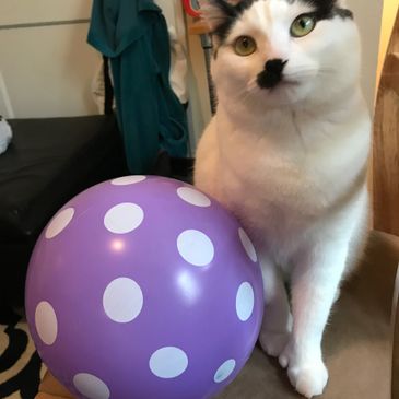 Josephine loves a party, but it’s not all fun and games living with Josephine.