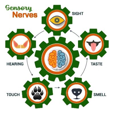 Sensory nerves are some of the first affected by Librela, Beransa, Solensia.