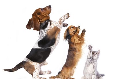 Pets asked for treats.