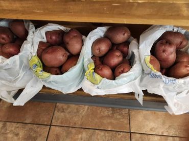 Red potatoes packed in plastic bags on a wooden shelf.
