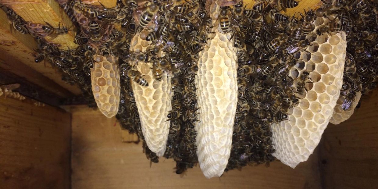 Naturwabenbau der Bienen im hohen Boden