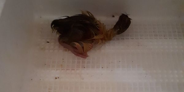 embden gosling