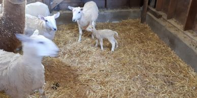 baby lamb ram