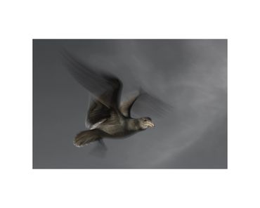 long-exposure Heermann's gull in flight fine art photograph