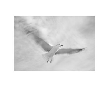 long-exposure ring billed gull in flight fine art photograph