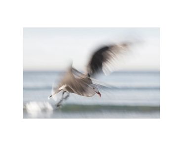 long-exposure Heermann's gull in flight fine art photograph