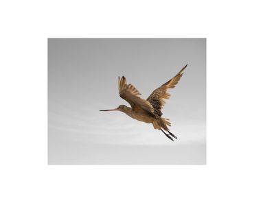 Marbled godwit in flight