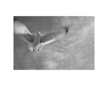 long-exposure ring billed gull in flight fine art photograph