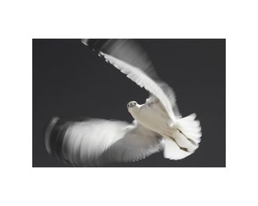 long-exposure ring billed gull in flight fine art photograph