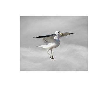 California gull in flight fine art photograph wings at eye level