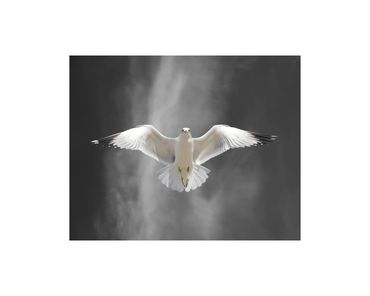 Ring-billed gull in flight fine art photograph