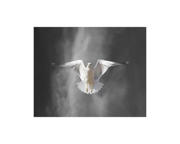 Ring-billed gull in flight fine art photograph
