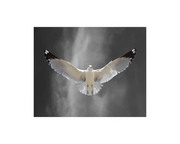 Ring-billed gull in flight fine art photograph