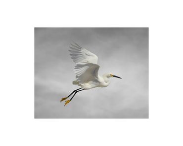 Snowy egret in flight and cumulus clouds. fine art photograph