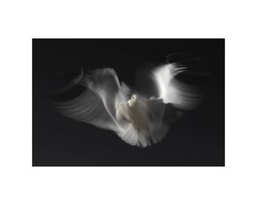 long-exposure ring billed gull in flight fine art photograph