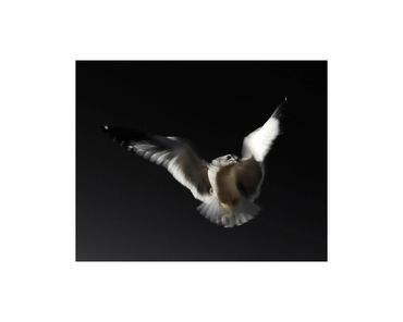 long-exposure ring billed gull in flight fine art photograph