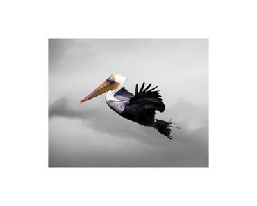 Brown pelican in flight and cumulus clouds fine art photograph