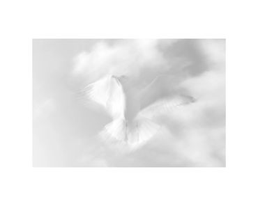 long-exposure ring billed gull in flight fine art photograph