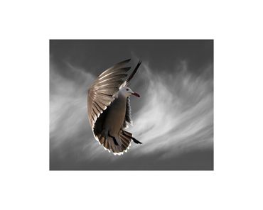 Heermann's gull in flight fine art photograph