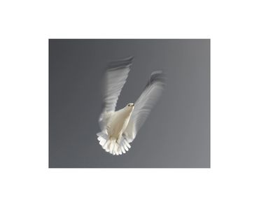 long-exposure ring billed gull in flight fine art photograph